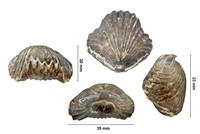 Gymatorhynchia quadriplicata